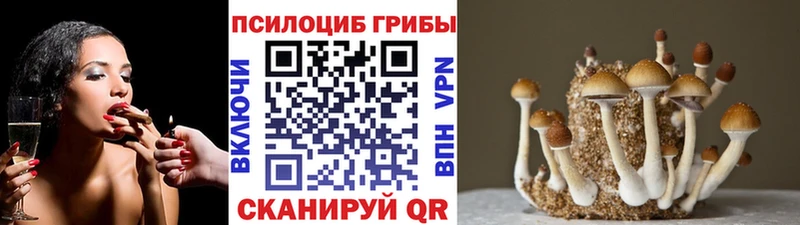 Купить закладки  Верхний Тагил  Псилоцибиновые грибы мицелий 